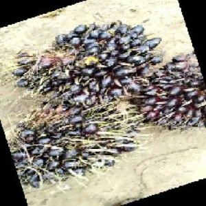 unripe_train (615).jpg