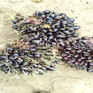 unripe_train (616).jpg