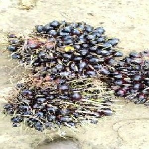 unripe_train (618).jpg