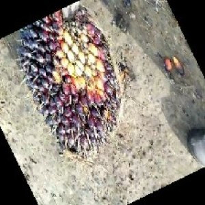 unripe_train (62).jpg