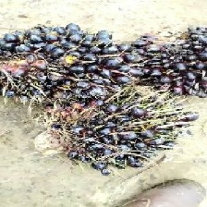 unripe_train (620).jpg