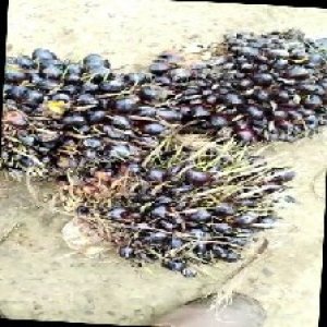 unripe_train (621).jpg