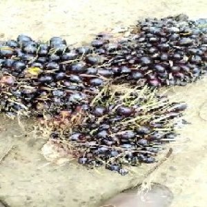 unripe_train (622).jpg