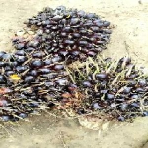 unripe_train (623).jpg