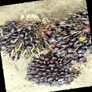 unripe_train (624).jpg