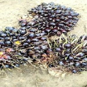 unripe_train (625).jpg