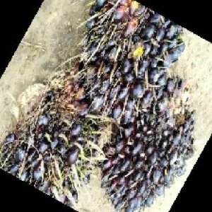 unripe_train (626).jpg