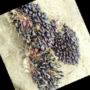 unripe_train (628).jpg