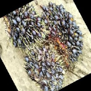 unripe_train (629).jpg