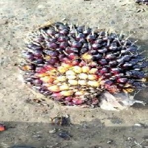 unripe_train (63).jpg