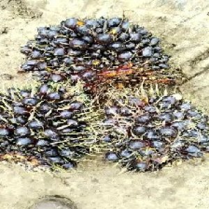 unripe_train (630).jpg