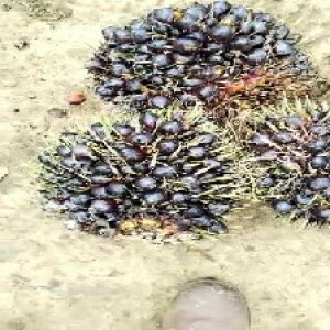 unripe_train (631).jpg