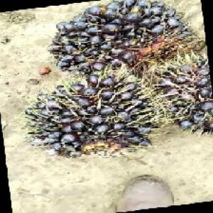 unripe_train (632).jpg