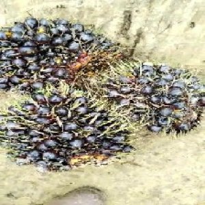 unripe_train (633).jpg