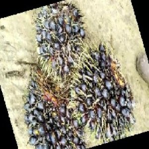 unripe_train (634).jpg