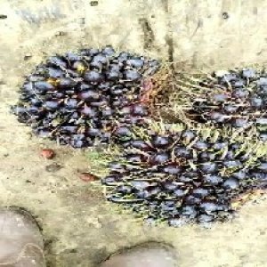 unripe_train (635).jpg