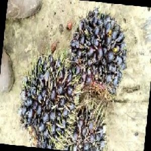 unripe_train (636).jpg