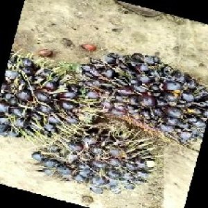 unripe_train (637).jpg