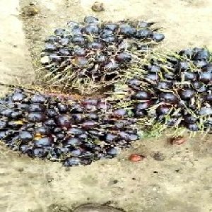 unripe_train (638).jpg