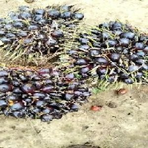 unripe_train (639).jpg