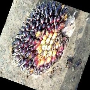 unripe_train (64).jpg