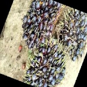 unripe_train (640).jpg