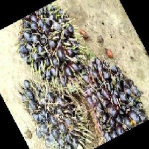 unripe_train (641).jpg