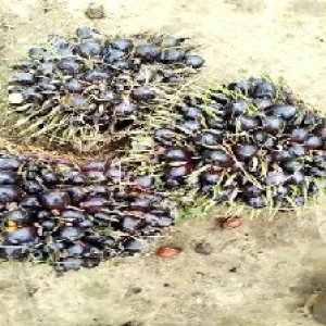 unripe_train (642).jpg