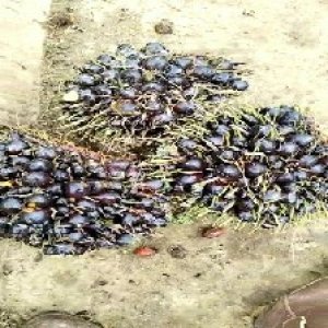 unripe_train (643).jpg