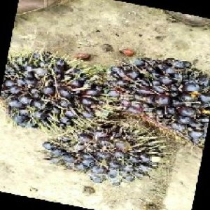 unripe_train (644).jpg