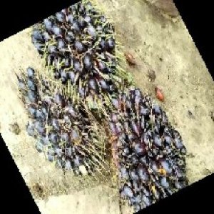 unripe_train (645).jpg