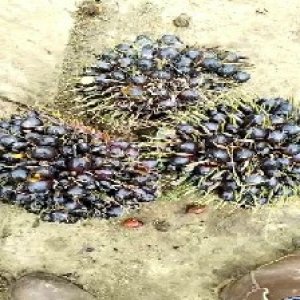 unripe_train (646).jpg