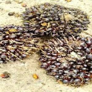 unripe_train (647).jpg