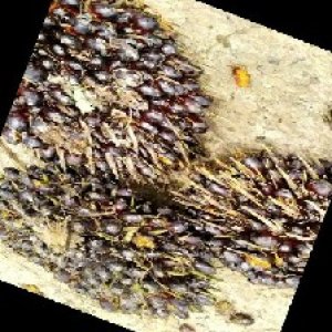 unripe_train (648).jpg