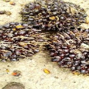 unripe_train (649).jpg