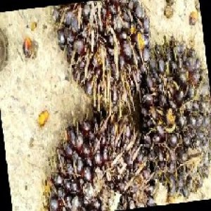 unripe_train (650).jpg