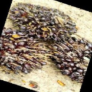 unripe_train (651).jpg