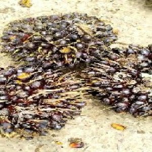 unripe_train (652).jpg