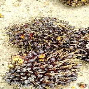 unripe_train (653).jpg