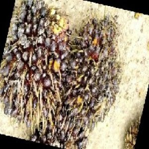 unripe_train (654).jpg