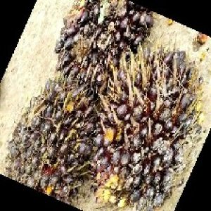 unripe_train (656).jpg