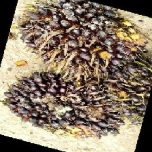 unripe_train (657).jpg