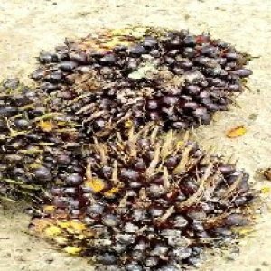 unripe_train (658).jpg