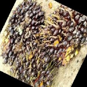 unripe_train (659).jpg