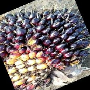 unripe_train (66).jpg