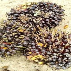 unripe_train (660).jpg