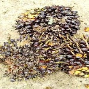 unripe_train (662).jpg