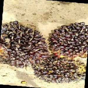 unripe_train (663).jpg