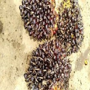 unripe_train (664).jpg