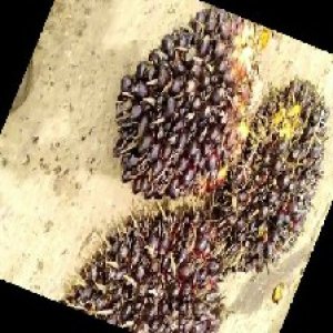 unripe_train (665).jpg